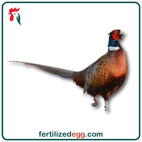 تخم نطفه دار قرقاول